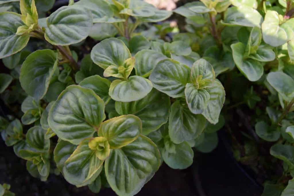 Mentha x piperata 'Rotundifolia' ---